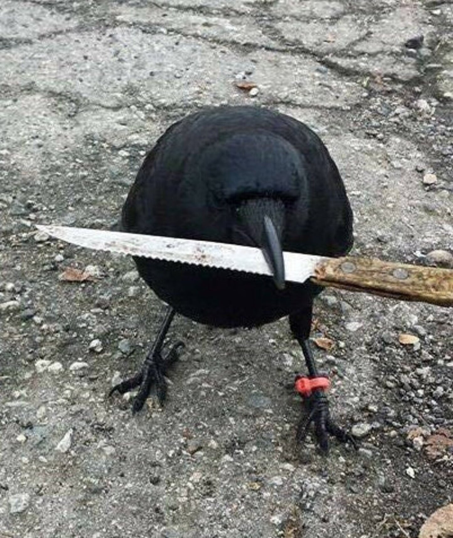 3.75 inch Crow with a Knife - Vinyl Meme Sticker